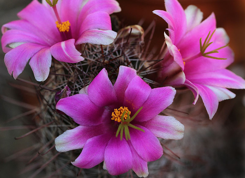 Mammillaria mazatlanensis